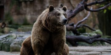 Analysis: DHL Global Forwarding & Freight – what to do with the sleeping bear