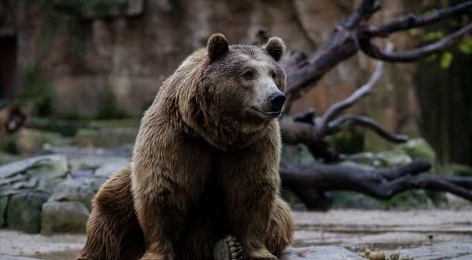 Analysis: DHL Global Forwarding & Freight – what to do with the sleeping bear