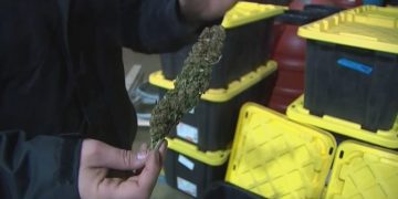 JEANNETTE HEMP-DRYING FACILITY CLOSED: Hemp-drying warehouse shut down by city after odor complaints, permit violations