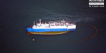 Cargo ship carrying over 14,000 sheep overturns shortly after leaving Romanian port