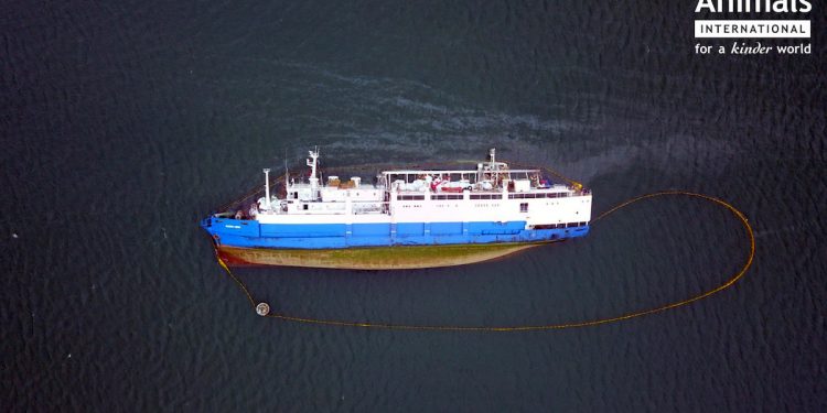 Cargo ship carrying over 14,000 sheep overturns shortly after leaving Romanian port