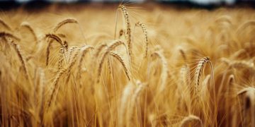 Farm Fare Reimagines Food Supply Chain to Help Small Farmers Compete with Big Ag