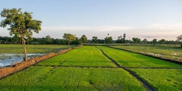 UP logs 80% upswing in paddy procurement at 4 mn tonnes this Kharif season