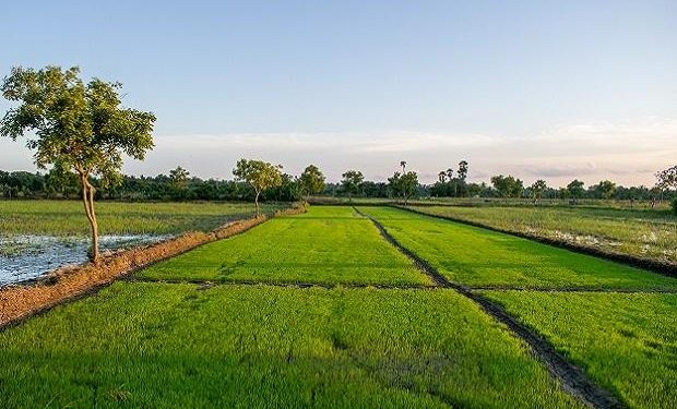 UP logs 80% upswing in paddy procurement at 4 mn tonnes this Kharif season