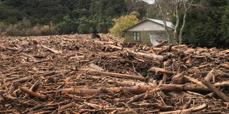 Council’s failure to monitor forestry company was ‘reprehensible’ – judge
