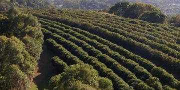 Nestle’s Chain Of Origin Coffee Brings Supply Chain Transparency With Amazon Managed Blockchain