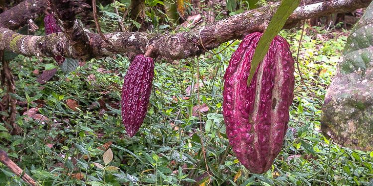Environmental stories from around the web, December 20, 2019