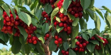 Chile’s Cherry Exports Stable, Shipments Expected in Weeks 49–52