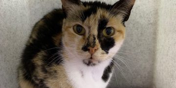 British Kitti-zen! Stowaway cat found after 12-days on Israeli cargo ship