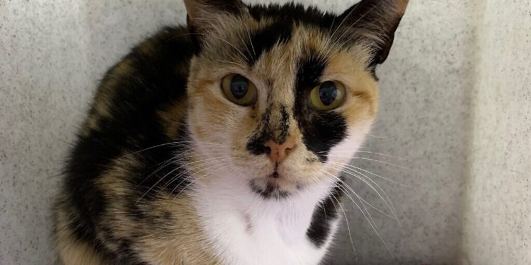 British Kitti-zen! Stowaway cat found after 12-days on Israeli cargo ship