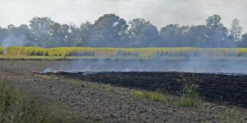 Why was it raining ash around LSU campus Friday? An agricultural expert explains | News