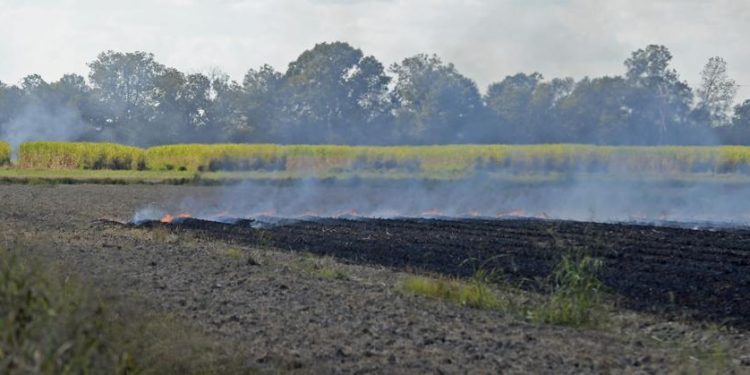 Why was it raining ash around LSU campus Friday? An agricultural expert explains | News