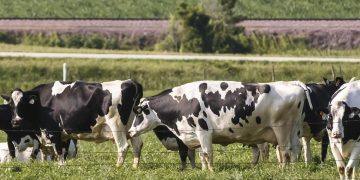 Greenhouse gases now part of pollution agency’s feedlot permit process
