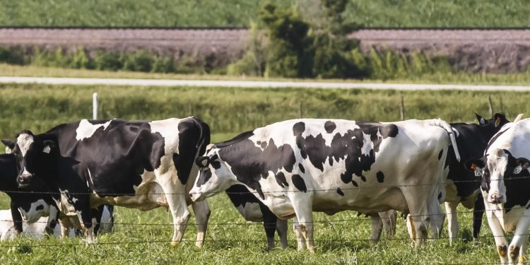 Greenhouse gases now part of pollution agency’s feedlot permit process