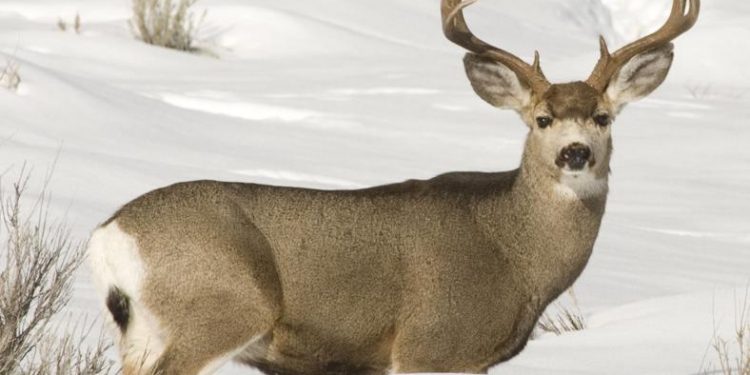 Deschutes County receives $25,000 for wildfire mitigation, wildlife inventory | Local&State