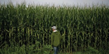 Political and commercial interests continue to stymie efforts to adapt crops to changing climates | News