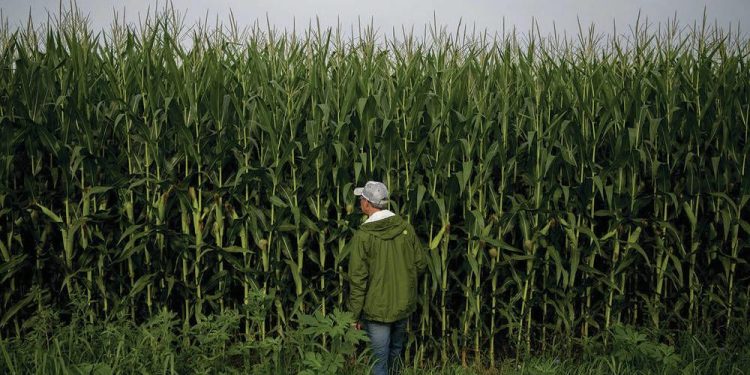 Political and commercial interests continue to stymie efforts to adapt crops to changing climates | News