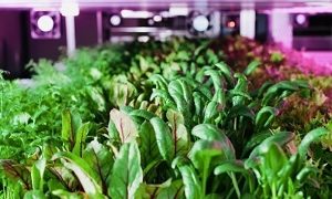 Stacked Farm, Australia’s first fully robotic end-to-end vertical farm