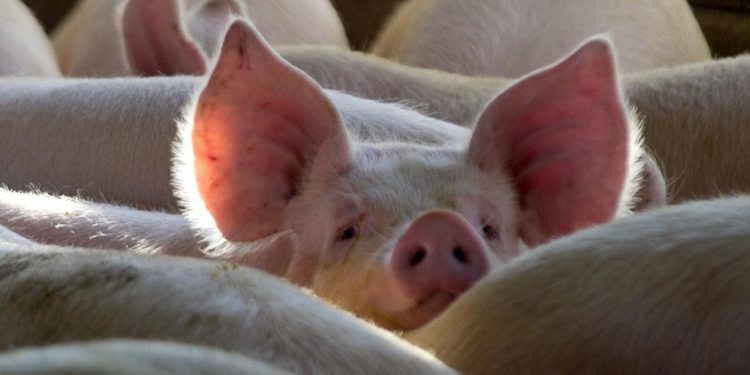 Nebraska’s hog inventory at 3.75 million | Latest AG News