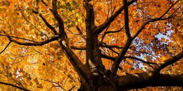 Utica completes street tree inventory – News – Uticaod