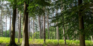 Lenzing number one for sustainable wood procurement