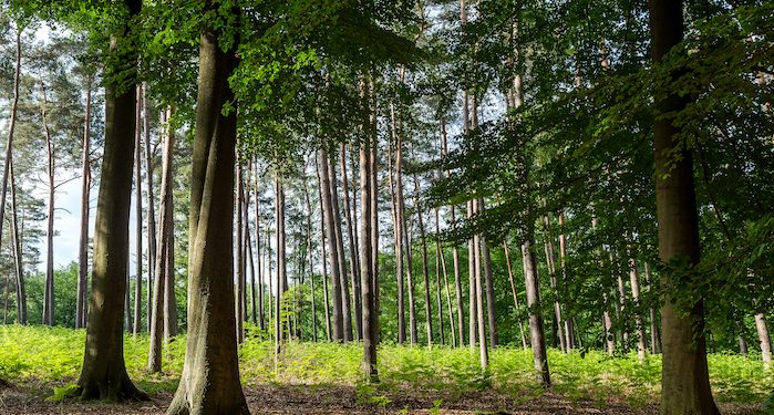 Lenzing number one for sustainable wood procurement