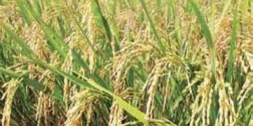 Odisha Minister calls farmers to know procurement of paddy- The New Indian Express