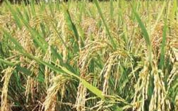 Odisha Minister calls farmers to know procurement of paddy- The New Indian Express