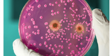 Strategic Focus on Rapid Microbiology Test Market 2019 -2025 with Key Players Like Abbott Laboratories, Inc, Alere, Inc, Bio-Rad Laboratories, Danaher Corporation, Becton, Dickinson And Company, Gen-Probe, Inc, F. Hoffman-La Roche AG