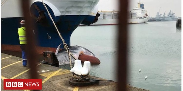 Dead whale stuck on bow of Portsmouth-bound fruit cargo ship
