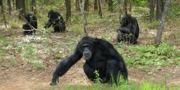 Senators want chimps moved to sanctuary » Albuquerque Journal