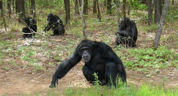Senators want chimps moved to sanctuary » Albuquerque Journal