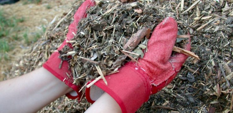 New toolkit provides guidance on composting food scraps at yard trimming sites