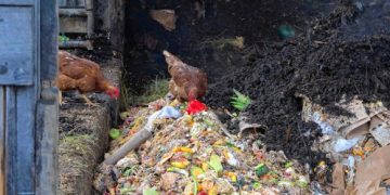 Valley News – Compost-feeding Vt. chicken farms fear regulatory changes will break them