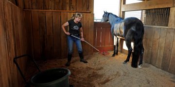 Considerations for Selecting Horse Bedding Materials – The Horse