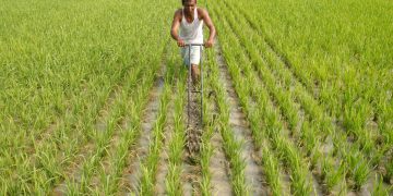 Procurement ‘games’ deprive paddy farmers their dues in Sambalpur