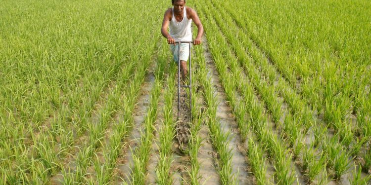 Procurement ‘games’ deprive paddy farmers their dues in Sambalpur