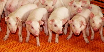 U.S. Hog Inventory Climbs Higher