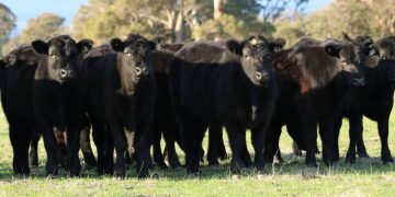 Bold Harvest Road supply chain plans