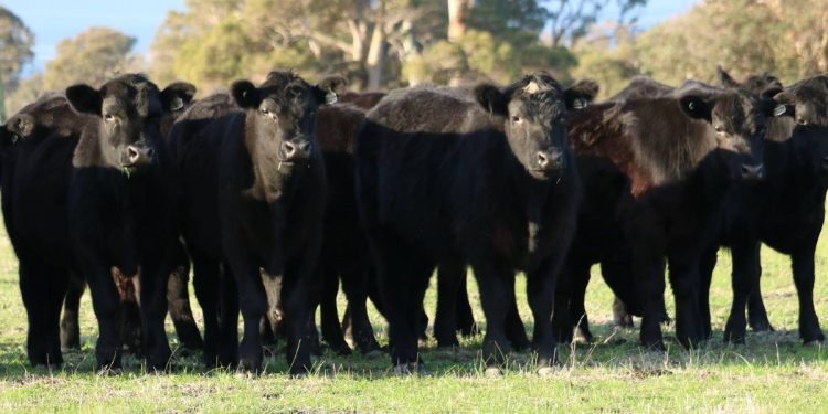Bold Harvest Road supply chain plans