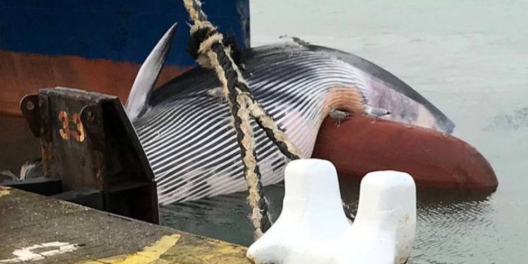 Dead Whale Stuck On Bow Of Banana Cargo Ship