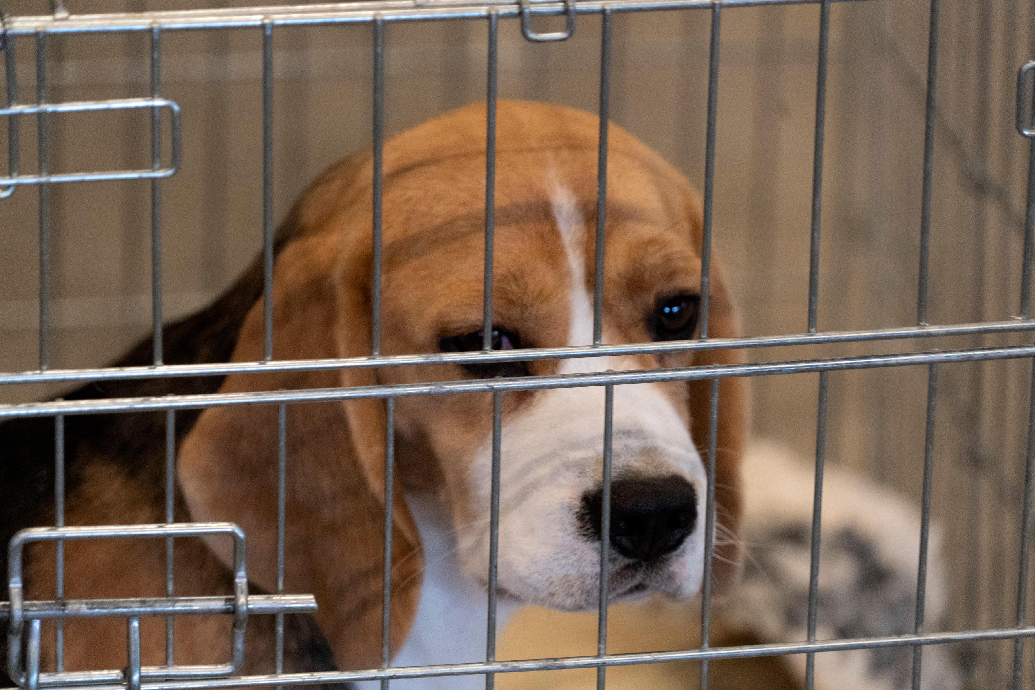 Bosses have axed the service and ordered an investigation into the rule breach after the animal was discovered in the container at Heathrow (stock picture)