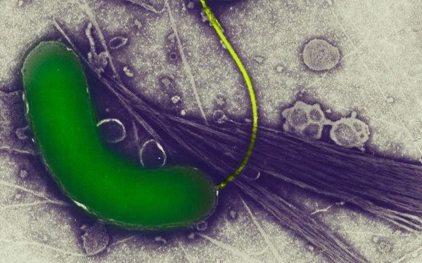 Public Health Depends on Reproducible Research