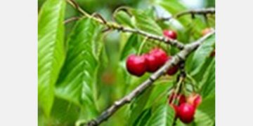 “It is too early to estimate how the Chinese domestic market will receive this season’s cherries”