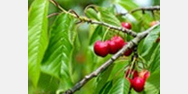 “It is too early to estimate how the Chinese domestic market will receive this season’s cherries”