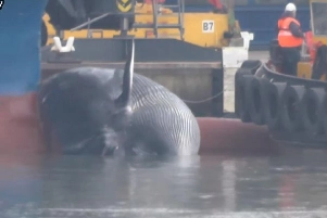 A dead rorqual whale on the Cote d'Ivoirian Star at Portsmouth port on December 30 2019. Picture: Warship TV