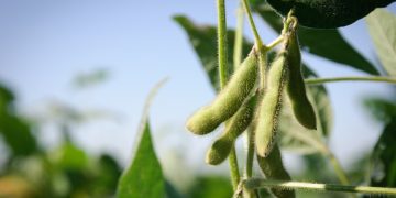 Tyson Foods commits to sustainable soy in poultry supply chain