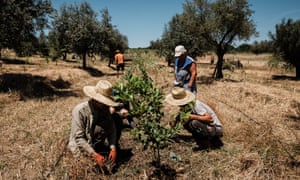 Farm workers in Evora, Portugal, tend to trees that are part of an agroforestry system
