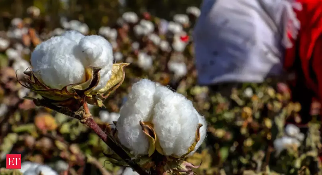 Government asks CCI to offer discount on cotton price, selling it below procurement price