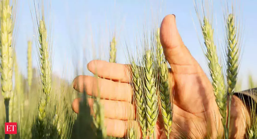 Procurement of wheat may be delayed